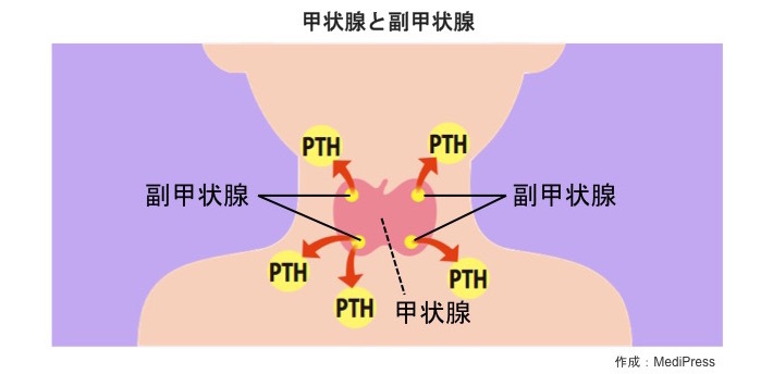 副甲状腺機能亢進症の治療